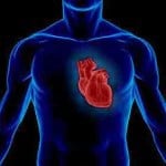 human heart