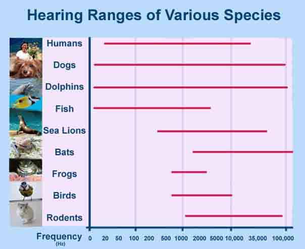 hearing range what is white noise what s all the fuss about hearing range what is white noise what s all the fuss about