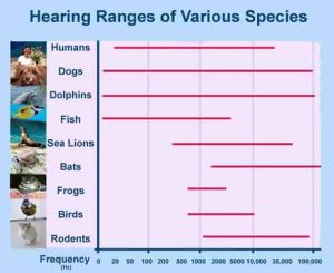 human and some animals hearing range chart