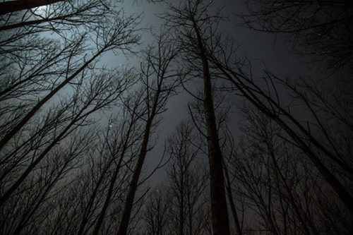 nightmare scene of a dark woods