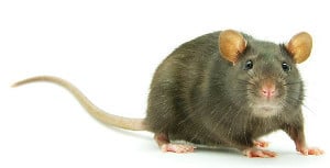 image of a rat used in a sleep deprivation experiment