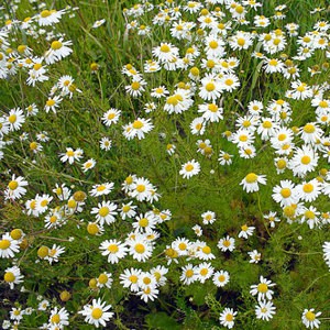 chamomile