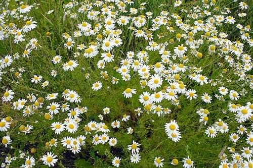 german chamomile growing in a field