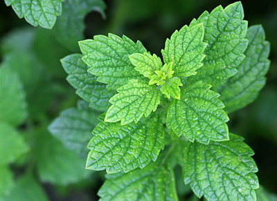 lemon balm plant