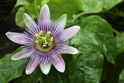 Passionflower