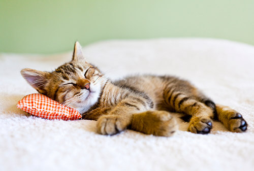 photo of a cute cat sleeping on a bed