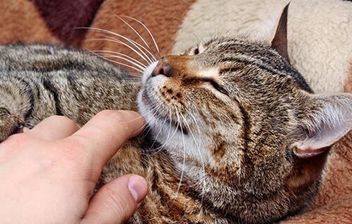 hand stroking a cat