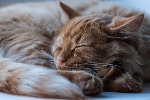 photo of a cat sleeping while curled up